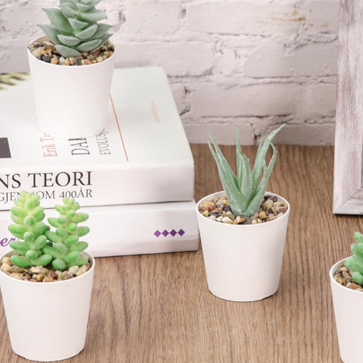 Desk Succulent